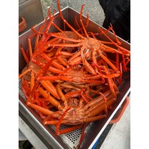 붉은 홍게 3kg 산지직송 울진 후포리 붉은홍게 자숙 찜 제철, 9kg