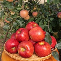 경북 청송 안동 부사 사과 3kg-5kg, 5kg, 중과(17-19과내)