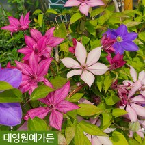 클레마티스 11종 택1 덩굴식물 야생화, 03. 지젤 10cm포트, 1개