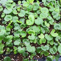 털머위모종 10주(10개), 10개