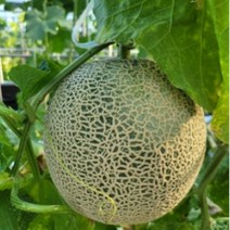 머스크메론 5kg 8kg, 선택사항, 4구8kg