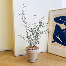 앙플랜트 플랜테리어 마오리 코로키아 소포라 토분 set, 마오리소포라중품/기본플라스틱포트