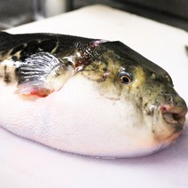 손질 복어 탕거리 500g 복지리 보양식 복국 까치복 은복 황복 참복 자주복, 까치복 500g 5미내외
