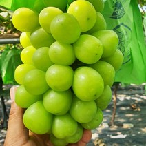 경북 김천 16브릭스이상 샤인머스켓 당도높은 샤인머스캣 씨없는 청포도 포도 2KG 4KG, 2kg/2~3수