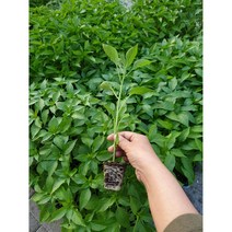 안산 플라워마트 일반고추모종 4개