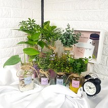 미스터허브 초보자용 수경재배식물 수경식물 수경화분 모종 키우기, 01_애플민트