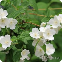 목하원예조경 고광나무 묘목 (H1.0전후) 개화주