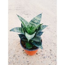 하니산세베리아