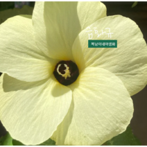 금화규 [4포트](복남이네 야생화 모종 허브 식용꽃 히비스커스 머스크말로우), 1개