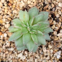 꽃다리 마리아금철화 98 다육철화 다육금 아이만배송
