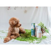 보보펫미스트 새싹보리발효 강아지고양이멀티 미스트200ml 피부보호 각질관리 고양이턱드름 반려동물 화장실냄새 탈취 항균효과 국산제품 동물의약외품허가 화학성분1도없는