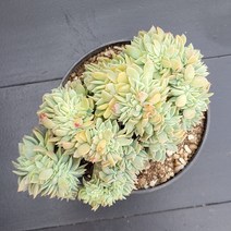 꽃다리 팬지철화 13 다육식물 다육철화 아이만배송, 1개