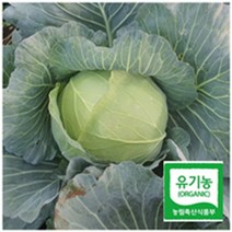 제주 유기농 양배추 3kg/5kg, 3kg