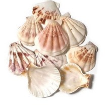 조개껍질 ( 500g ) 조개껍데기 16가지종류 단품 혼합 천연 자연, 조개껍질 1