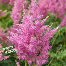 아스틸베 레인랜드 [1포트] (복남이네 야생화 모종 라인란드 astilbe), 1개