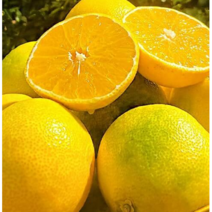 새벽농장 새콤달콤함과 진한 향기를 머금은 제주 황금향 선물용 2kg 3kg 5kg, 3kg(5-15과)