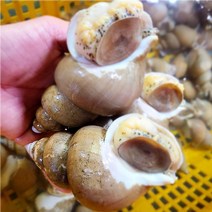 바로보담 백골뱅이탕 생골뱅이 1kg 대왕 백고동 제철 숙회 생물, 1kg 소 사이즈(40~50미 내외), 1개