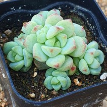 [다육식물]페레즈