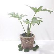 호프셀렘(중) 수경재배식물 리본화분포함