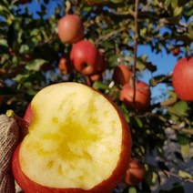 [은하수농장] 가정용 꿀사과 특가판매, 1박스, 17.가정용흠과 사과 10KG / 대과