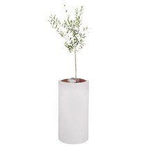 세시의정원사 자체제작 올리브나무 고급화분 서울 경기 당일배송, 09.올리브나무+04.흰색 원통형, 09.올리브나무, 04.흰색 원통형