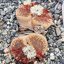 아우캠피에 다육이 리톱스 모듬 키우기 탈피 다유기240