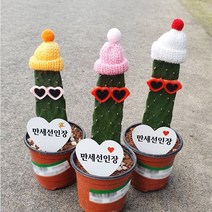 [선인장]만세선인장