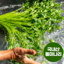 국내산 당일 입찰 싱싱한 돌미나리 1kg 야생미나리, 1개