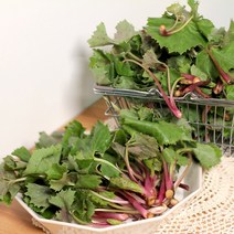 남해 햇 머위 머위순 나물용 500g 1kg