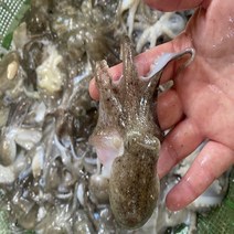 [푸담마켓] 산지직송 태안신진도 살아있는 싱싱한 활쭈꾸미1kg(8미~15미보장), 1.활쭈꾸미1kg (8미~15미내외)