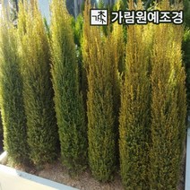 골드콘 상록수 조경수 가림원예조경, 4치포트(5개세트), 1개