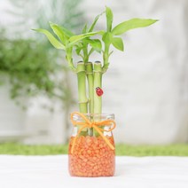 그린테라피 미니 푸딩 개운죽 행운목공기정화식물 미세먼지, 주황