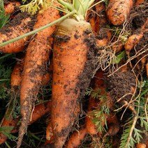 국내산 못난이 당근 쥬스용당근 흙당근 3kg