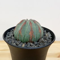 묵은둥이 오베사 대품 아프리카식물 - 검정 슬릿분