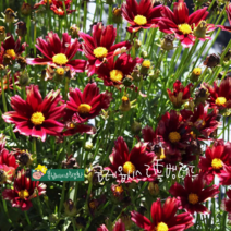코레옵시스 [4포트] 리틀뱅레드 (복남이네 야생화 모종 왜성 키작은 coreopsis), 1개