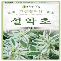 야생화 꽃씨 설악초 20립