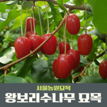 서울농원묘목/왕보리수나무 2년생 묘목 유실수 과실수