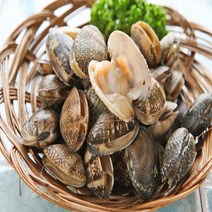 당일어획 남해안 활 바지락1kg