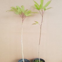 황칠나무 포트묘 2년생(포트묘), 1개