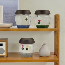 단지 동동이 마리모 키우기 DIY 세트, 파란색, 소원