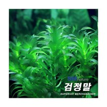 검정말 [1단] 약 30촉, 단품