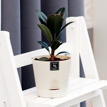 아침향기 공기정화식물 기능성 에코화분 아이보리, (에코화분/아이보리) 멜라닌고무나무, 1개