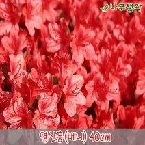 착한가격 나무생각 / 철쭉모음 / 30cm/40cm / 5주묶음, 주, 영산홍(베니) 40cm 5주묶음