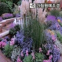 억새 그라스 가림원예조경, 팜파스그라스 (분홍) 3치포트(10개묶음