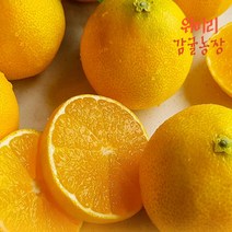 위미리감귤농장 고당도 황금향 선물용 가정용 5kg 4kg 3kg 2kg 산지직송, 1박스, 황금향2kg가정용(중소혼합)
