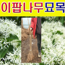 (G소망)이팝나무묘목 2년생 특묘 7그루