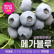 메가블루 국내 개발 극대과 블루베리 묘목 2~3년생, 1개