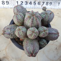[수암다육] 오베사 군생 랜덤발송 Euphorbia obesa 랜덤발송 다육 다육이 다육식물 241