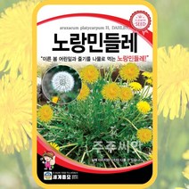 민들레씨앗 노랑민들레 종자 1000립 꽃씨 몰 봄 여름 가을 dandelion seed, 단품
