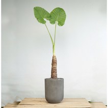 플라워바인 대형 알로카시아 빈티지다크그레이화분, 추가+3천원, 바퀴형+8천원